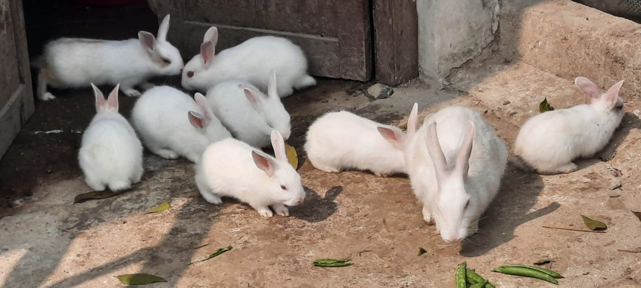 Rabbit Farming In Howrah- Aarannyak Eco Resort And Organic Farming, Howrah