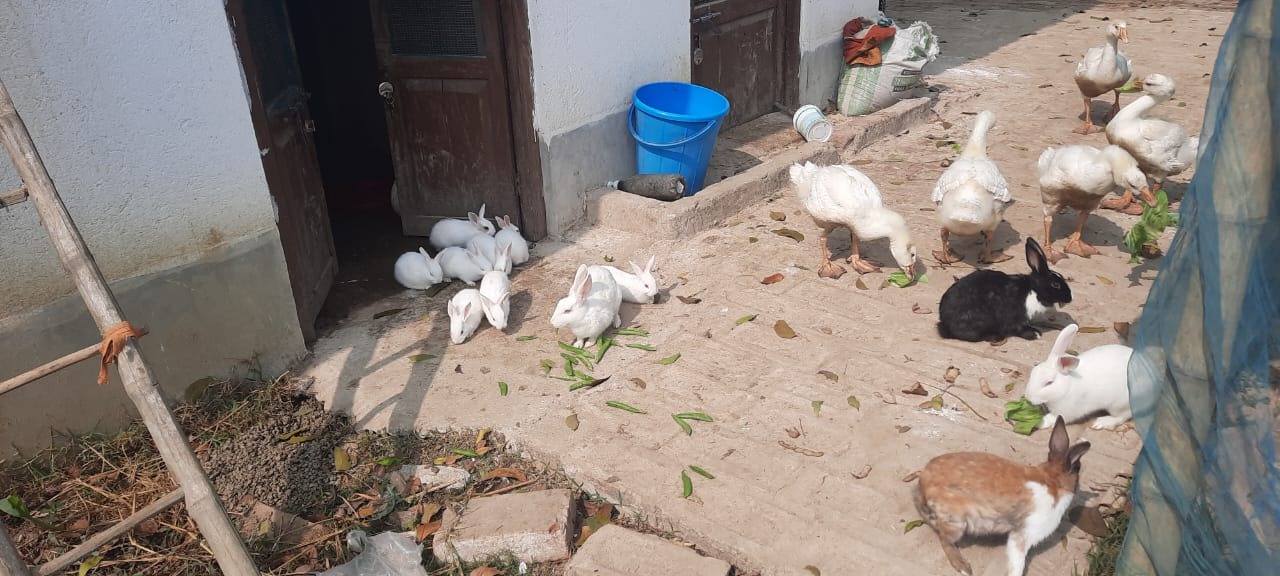 Rabbit Farming In Howrah- Aarannyak Eco Resort And Organic Farming, Howrah